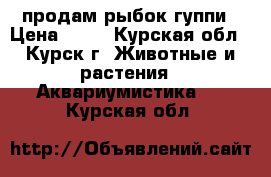 продам рыбок гуппи › Цена ­ 15 - Курская обл., Курск г. Животные и растения » Аквариумистика   . Курская обл.